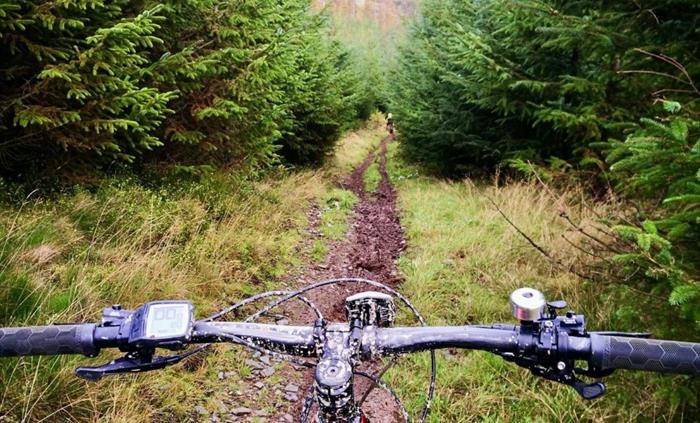 Hafren Forest has a number of trails for you to explore.